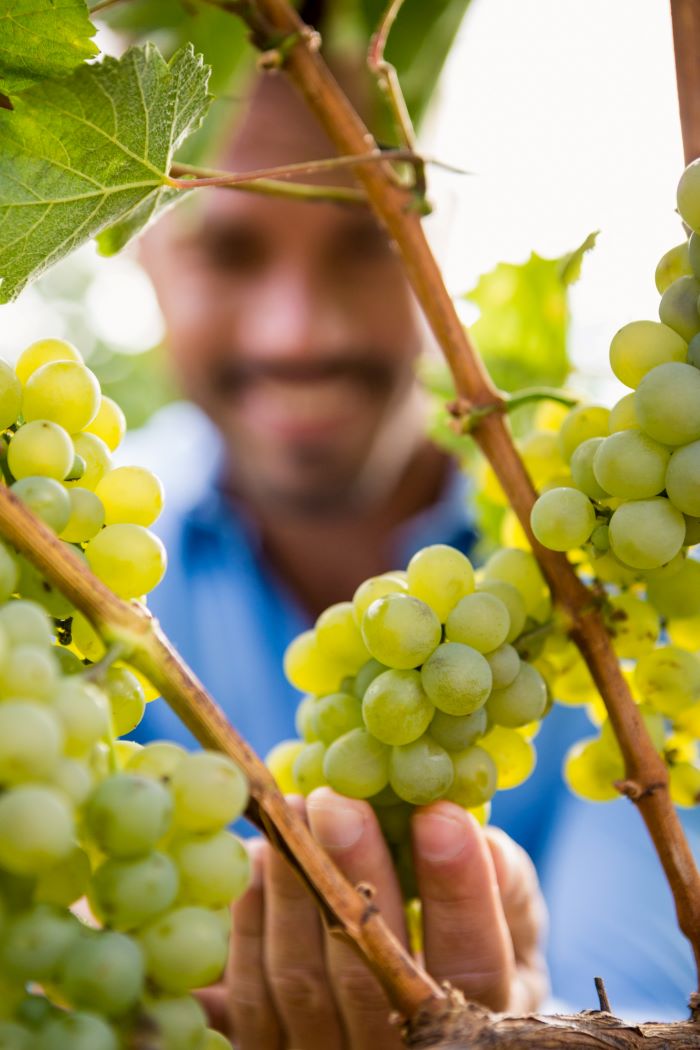 Racimo de uvas verdes sin semilla en manos de un agricultor