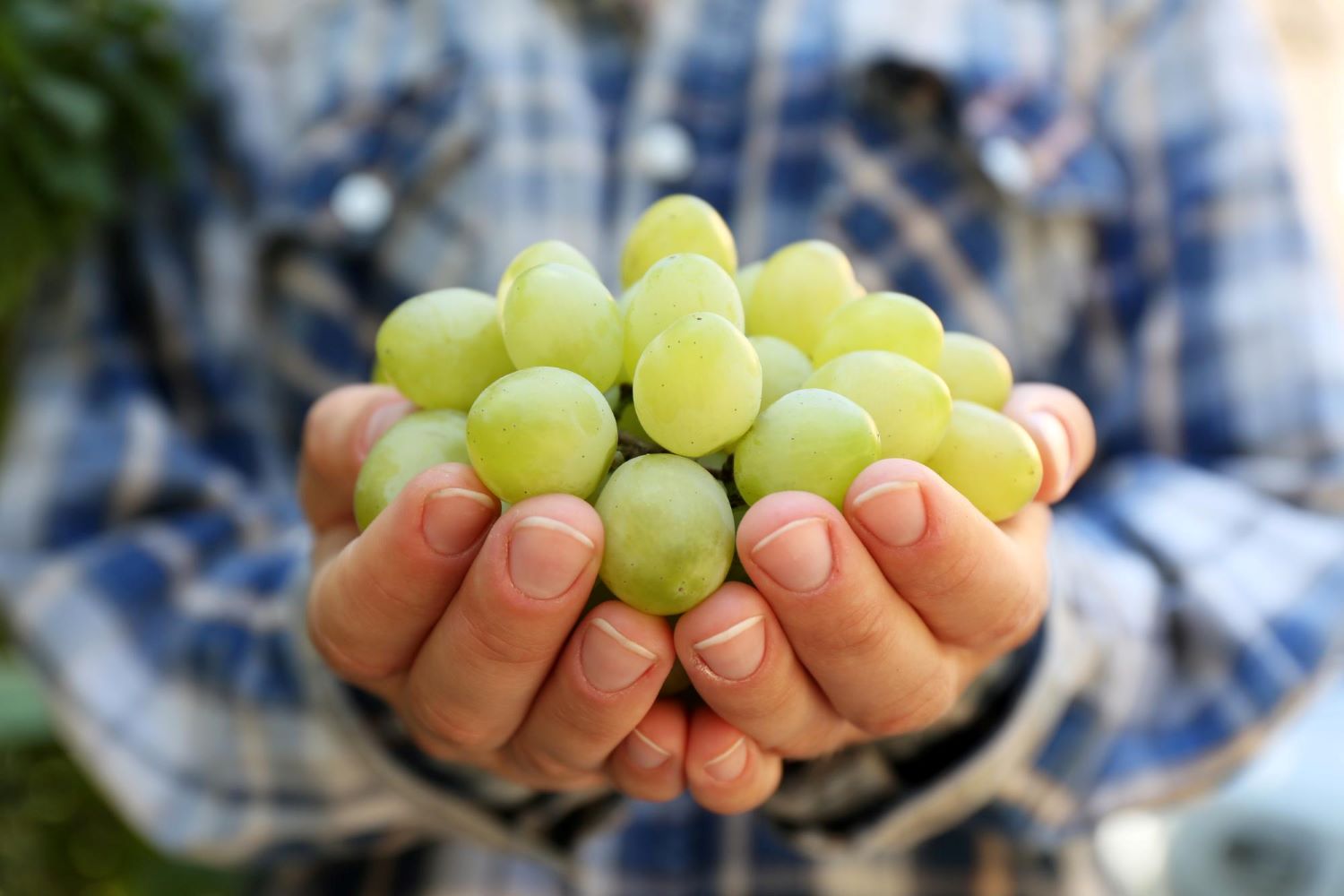 Manos cortando un racimo de uvas verdes directamente de la vid