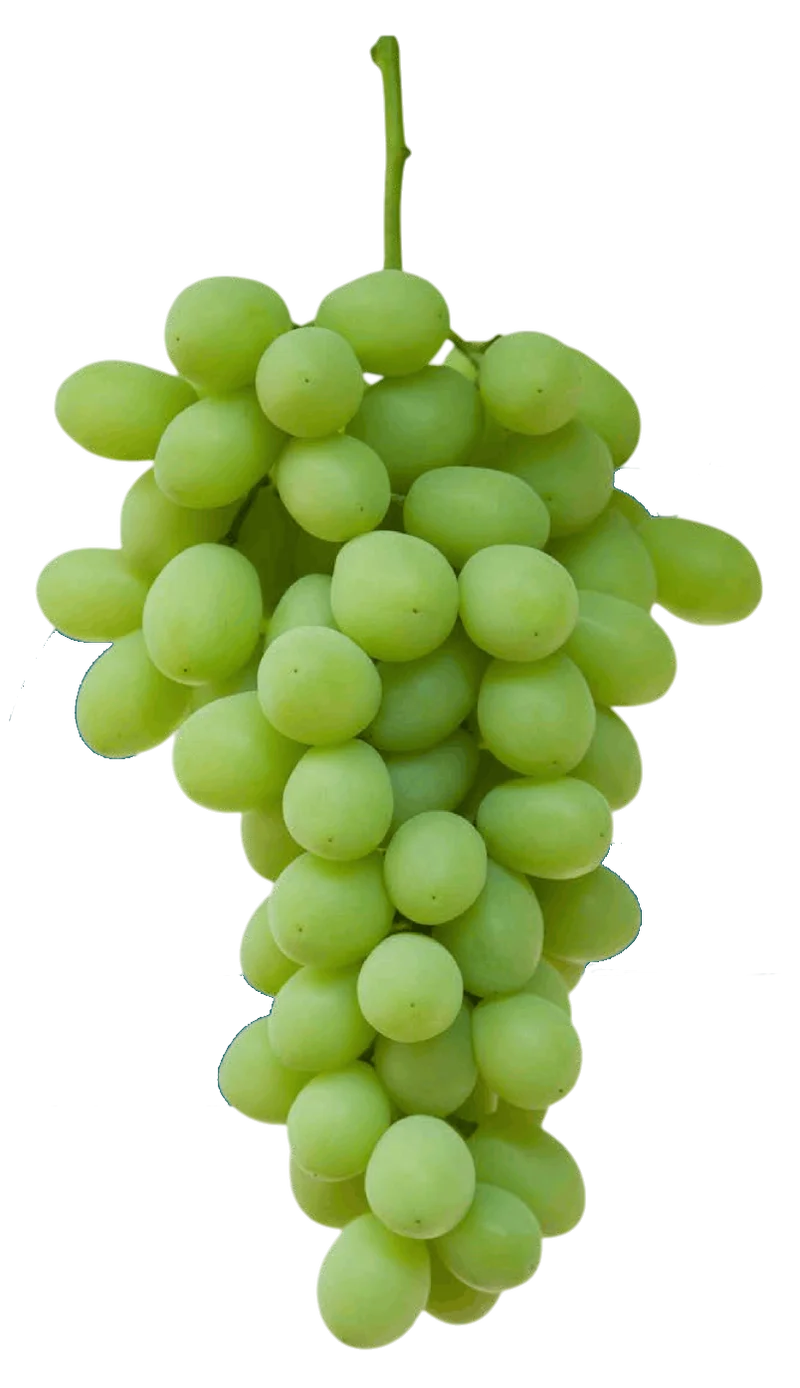 Racimo de uva blanca de la variedad Sweet Globe (IFG Ten)