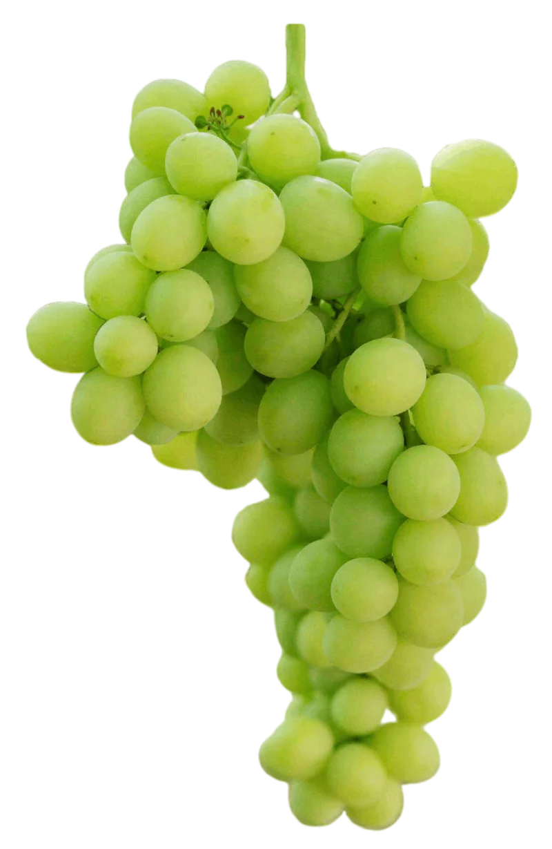 Racimo de uva blanca de la variedad Timpson (Sheegene 2)