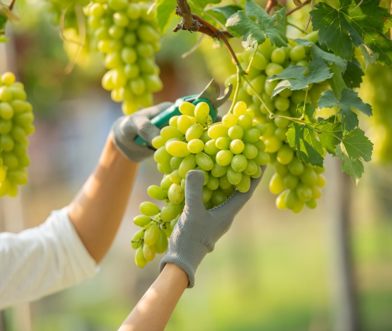 Agricultor sosteniendo un racimo de uvas verdes recién cosechado en el viñedo
